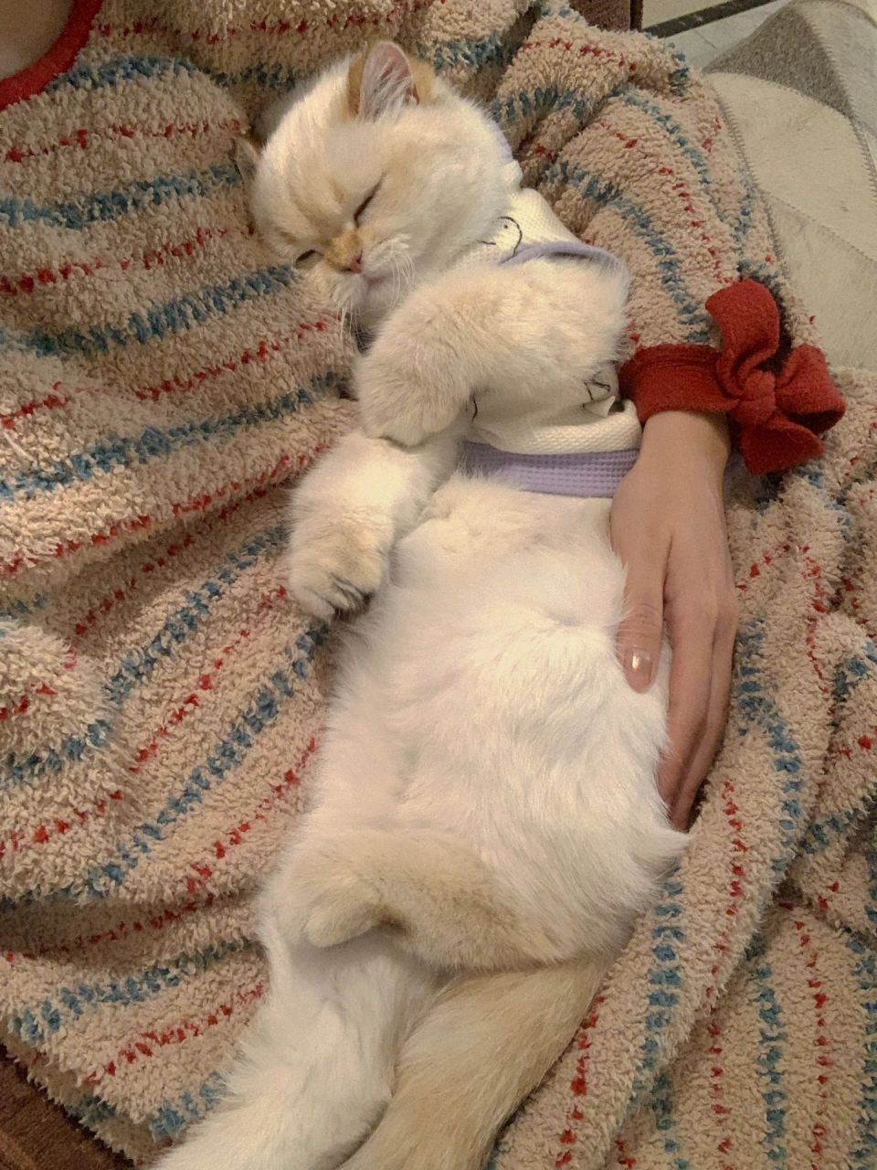 好可爱的猫咪啊,睡在主人的怀里好像个小宝宝!