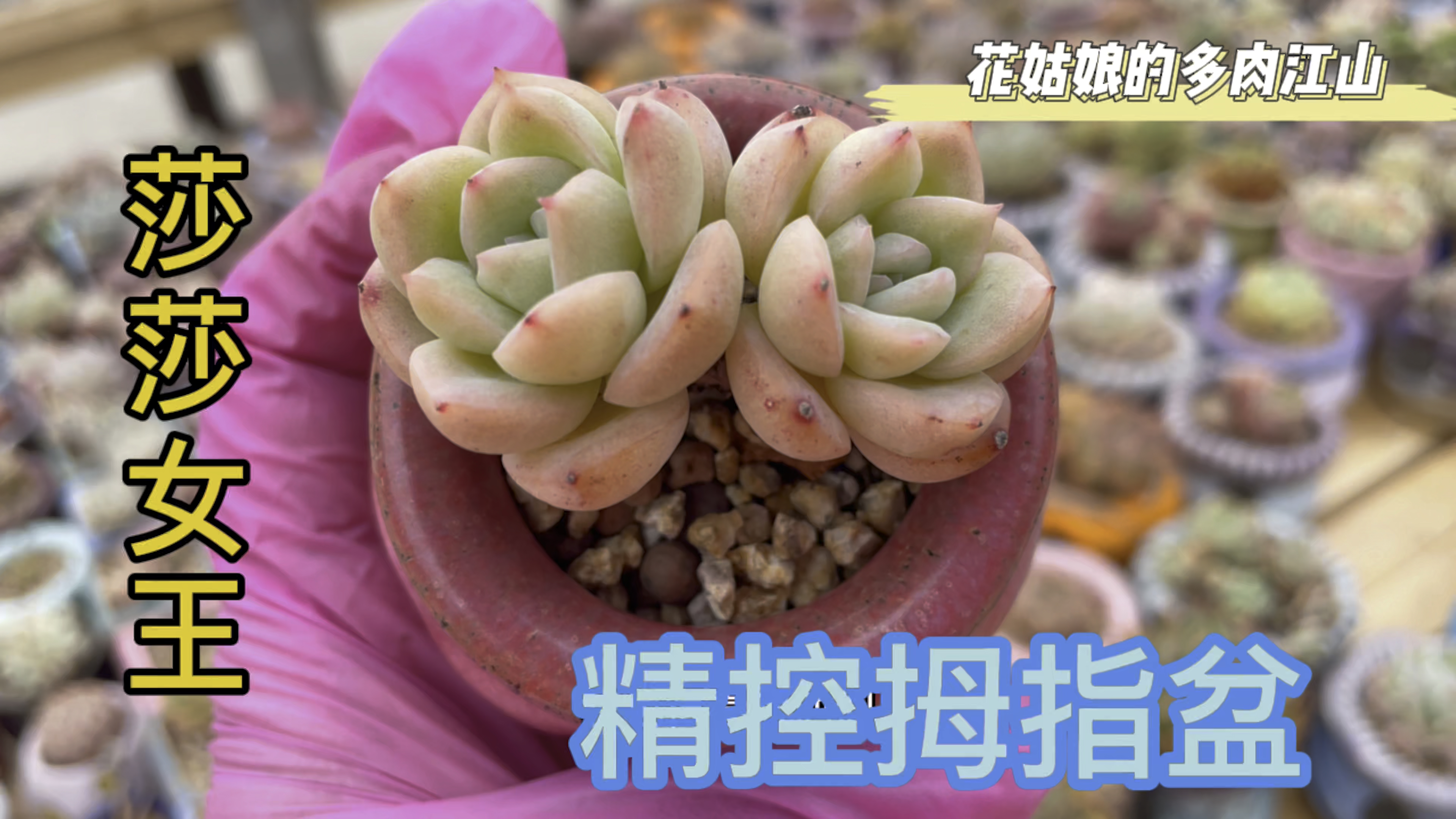 这么多私藏的多肉终于出镜啦!精控的就算掉状态也是颜值担当