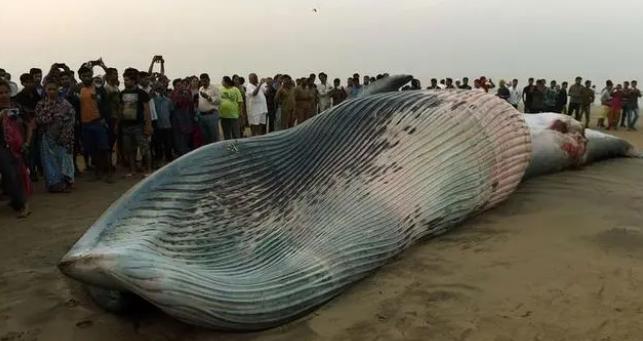 台风登陆鲸鱼被吹水岸引围观