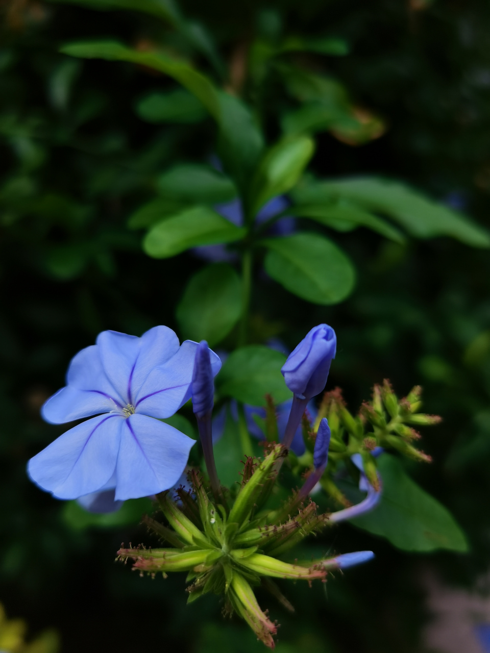常绿亚灌木蓝花丹,花期6～9月,12月～次年4月,花为穗状总状花序.
