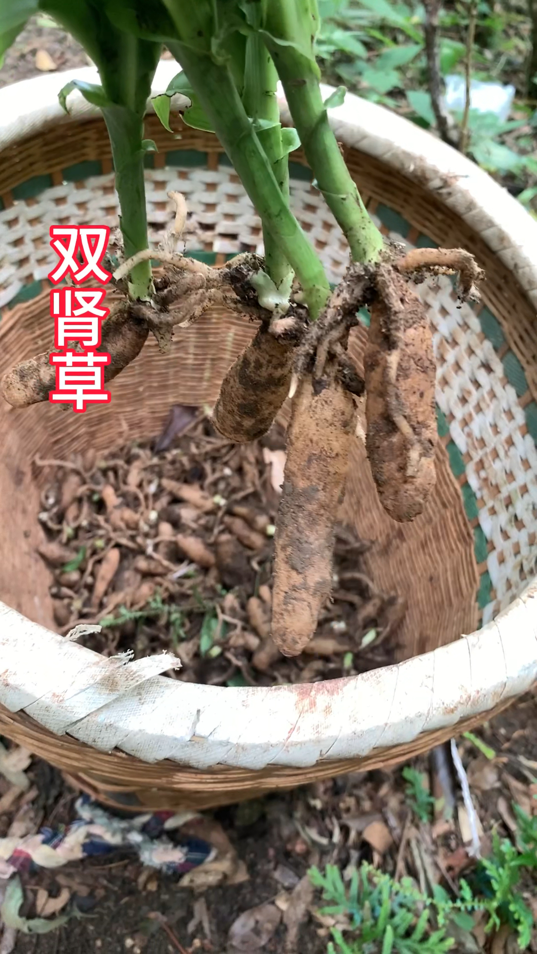 一棵植物两个果,所以叫它双肾草,现在非常稀少了