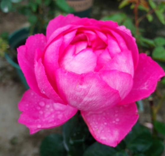伊芙胭脂香水缺点是花瓣薄,内瓣不规则,显蓬松感,不耐雨