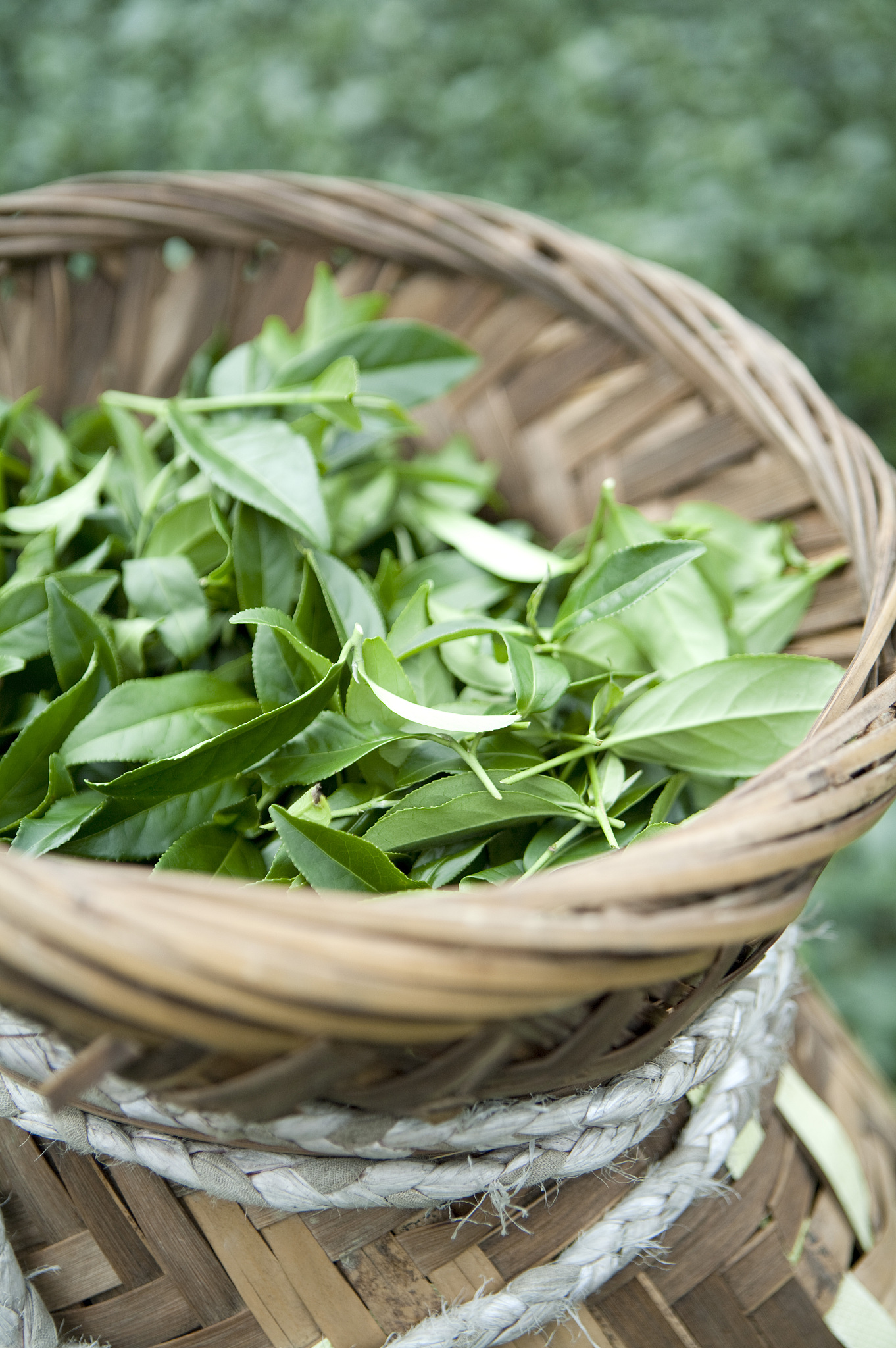 建德白茶一起了解一下