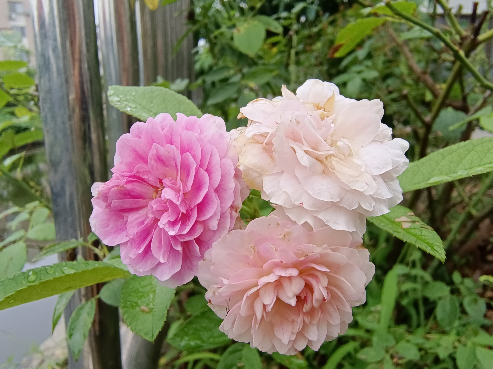 见过一根枝条上开三种颜色的花吗,今天玛姬婶婶表现优秀,远看以为是三