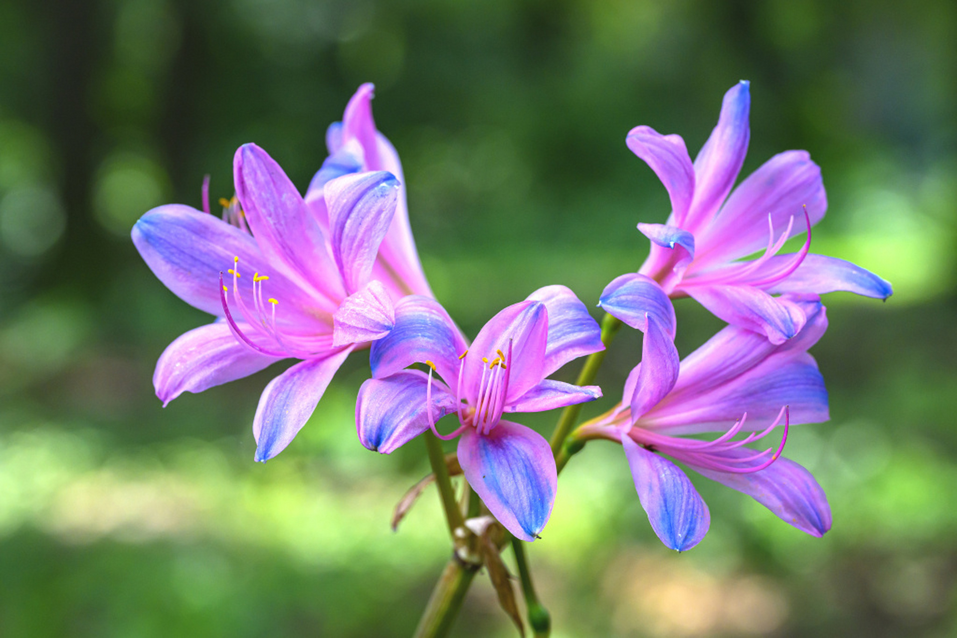 近日,南京中山植物园北园的换锦花绽放,花色丰富,在不同时间,不同光影