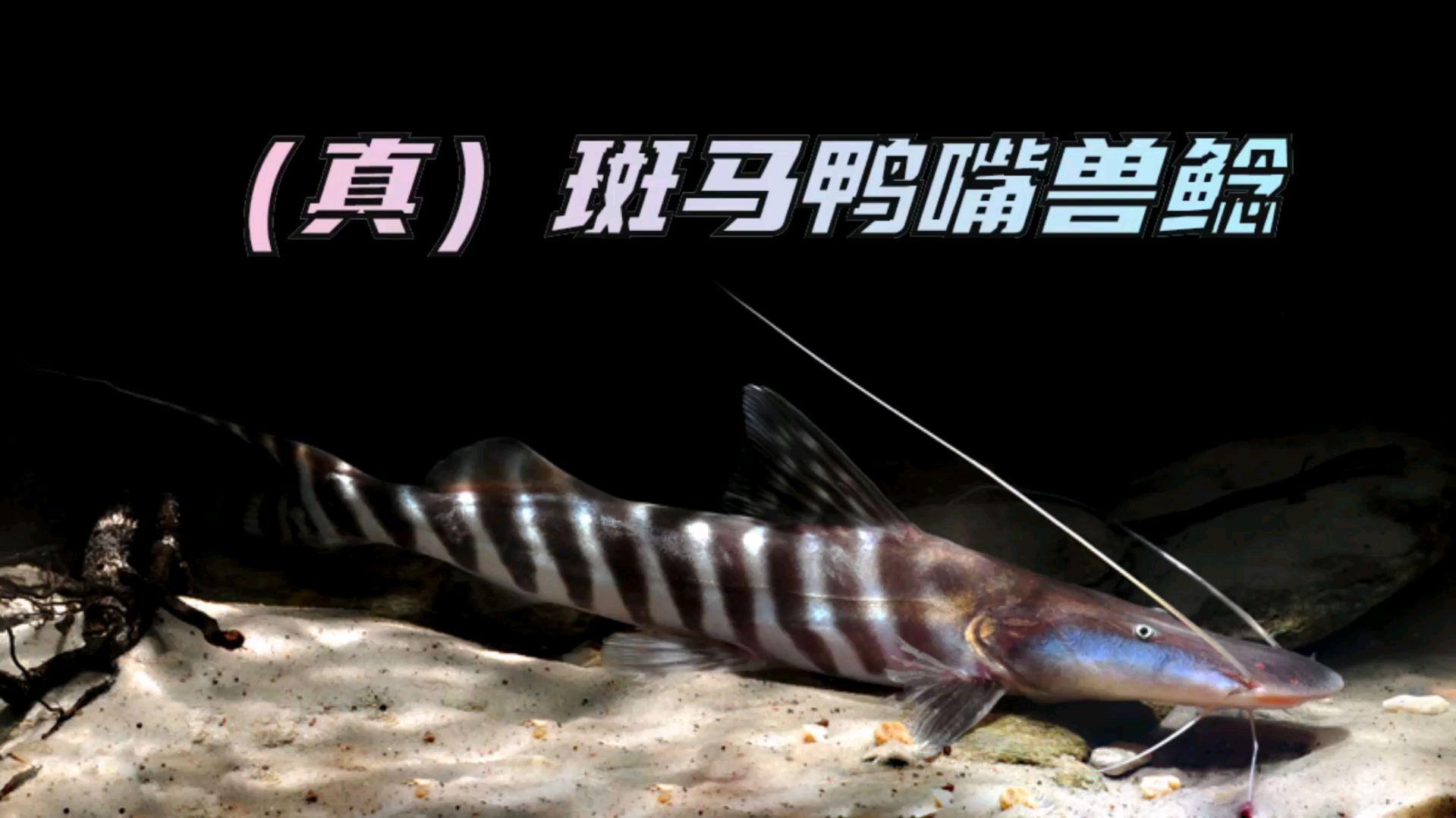 亚马逊大型底栖观赏鱼斑马鸭嘴