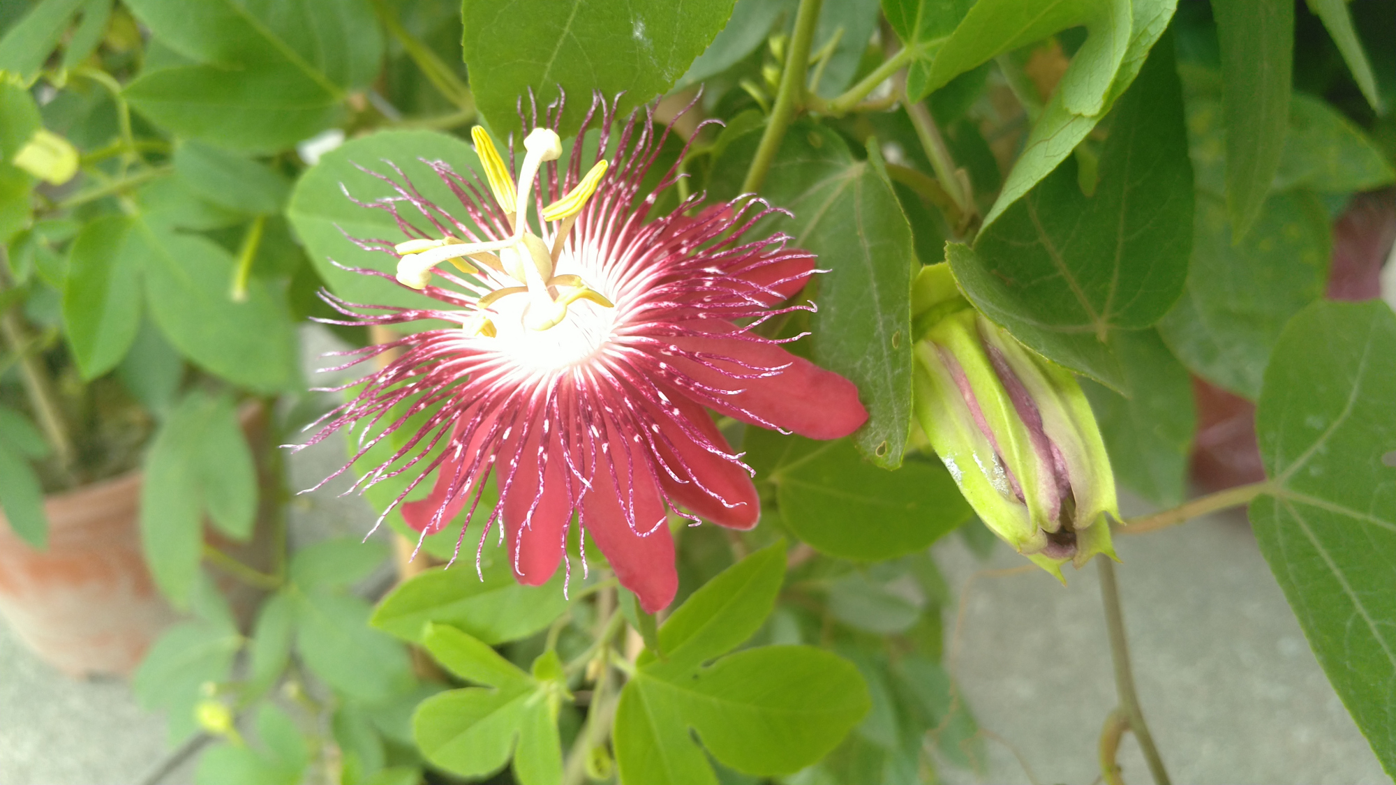 红花西番莲,花大,观赏性极佳,被称为陆地上的莲花