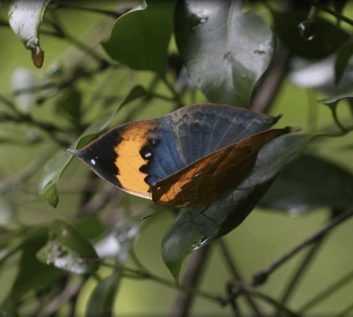 隐身高手枯叶蝶  枯叶蝶翅膀的顶部色彩鲜艳,以深蓝色,黑色和橙色为