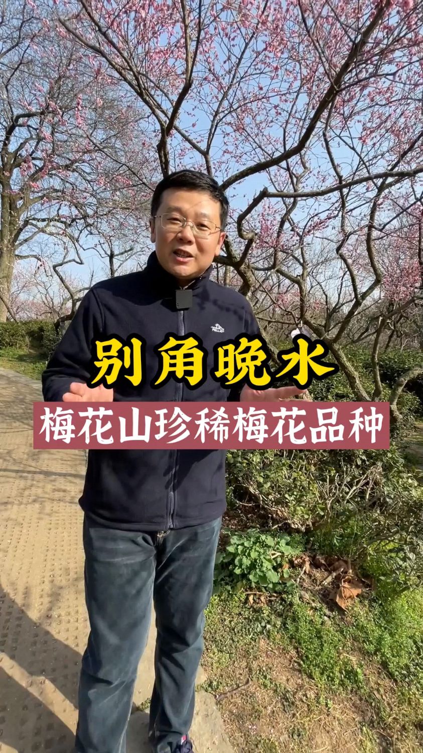 别角晚水,南京梅花山独有的梅花品种