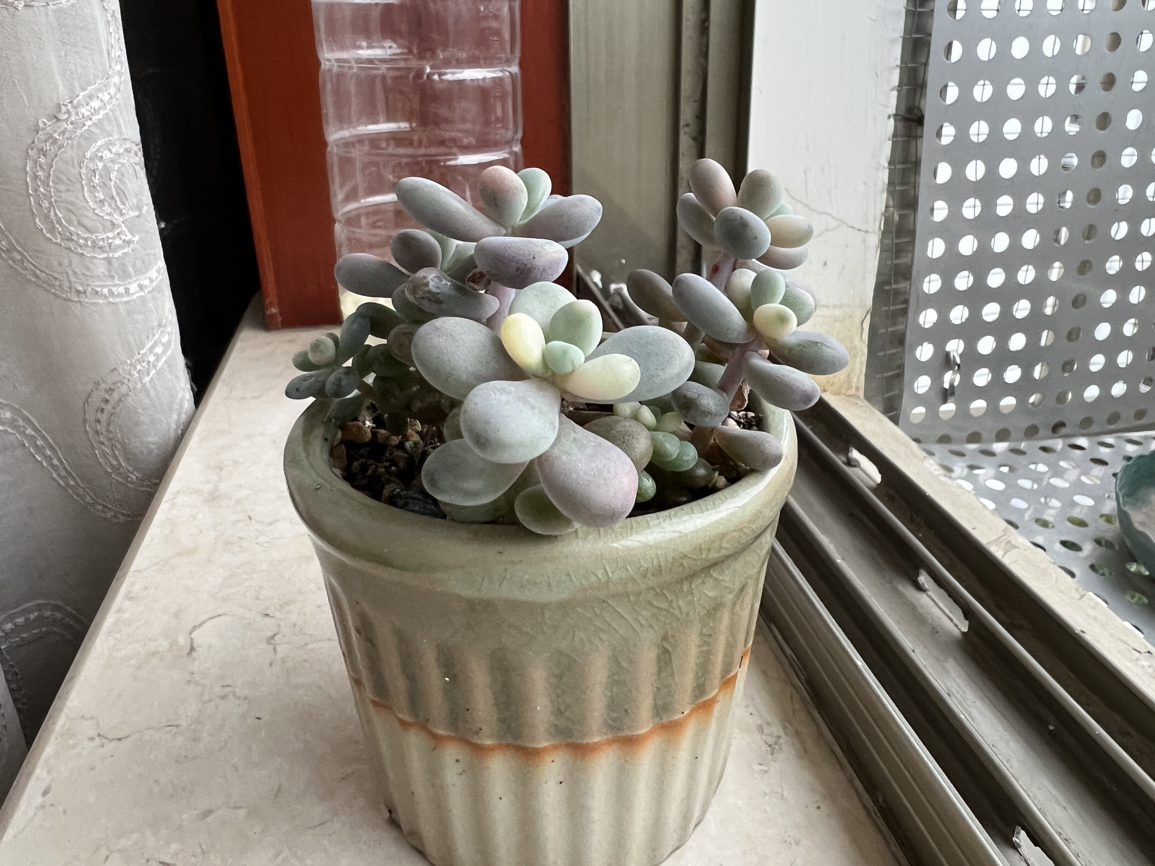 入秋后,小桃蛋苗出锦了,不过这种黄白色的锦不稳定,会随着季节变化会