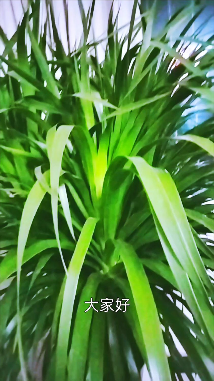 青云直上的养殖方法