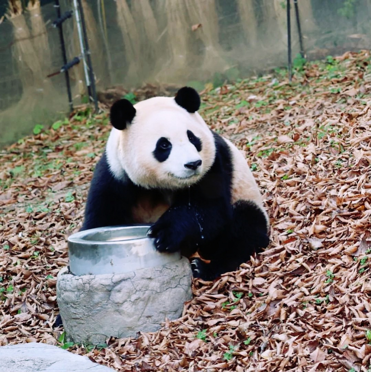 总是希望能看见心上人的各种样子,后来才明白,爱大熊猫也是一样的,就