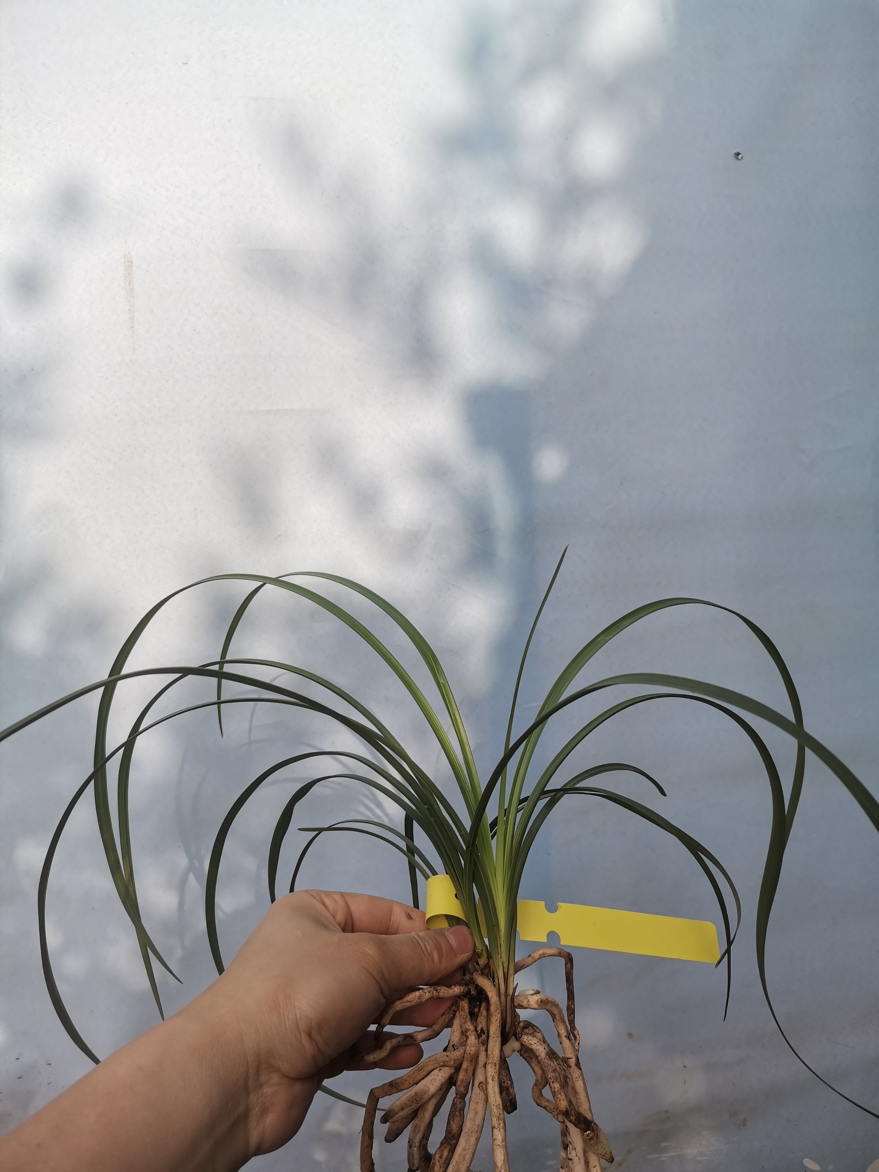 老种蕙兰大叠彩