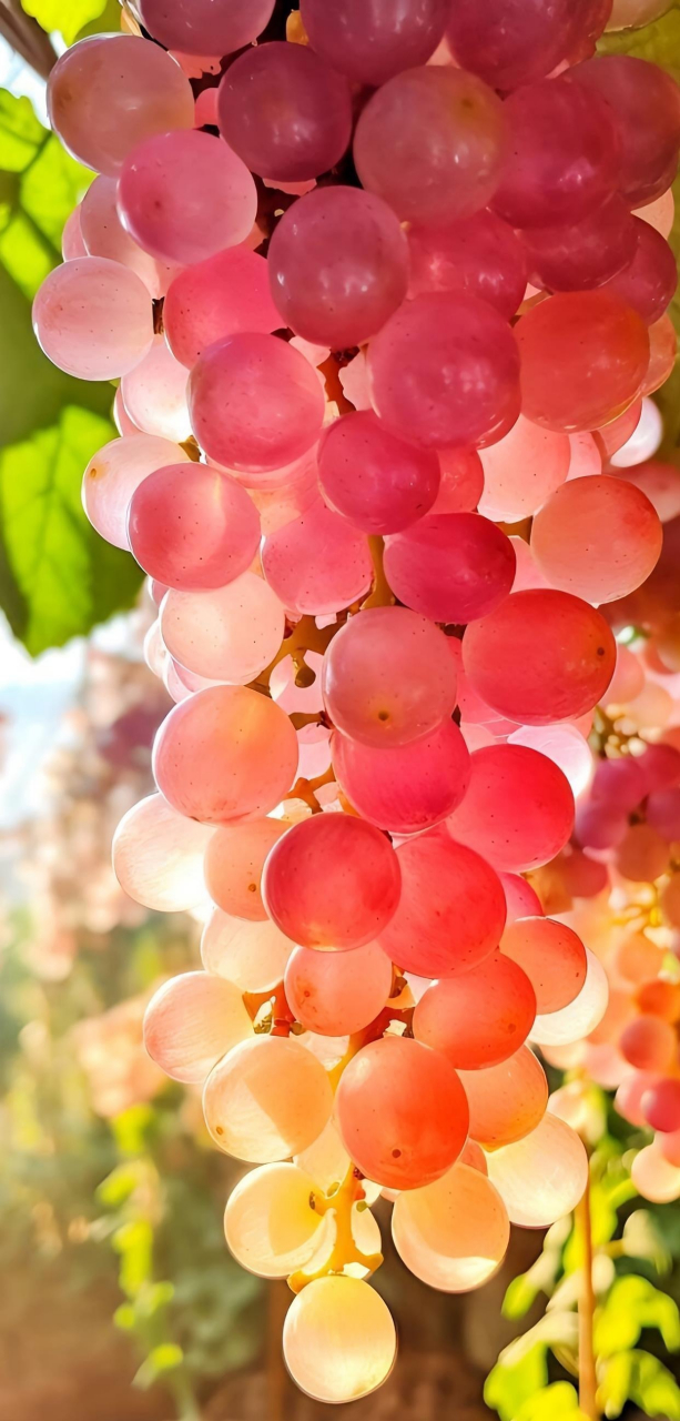 葡萄99一定要分享给大家我看的最好看的时刻,阳光下晶莹剔透太诱人