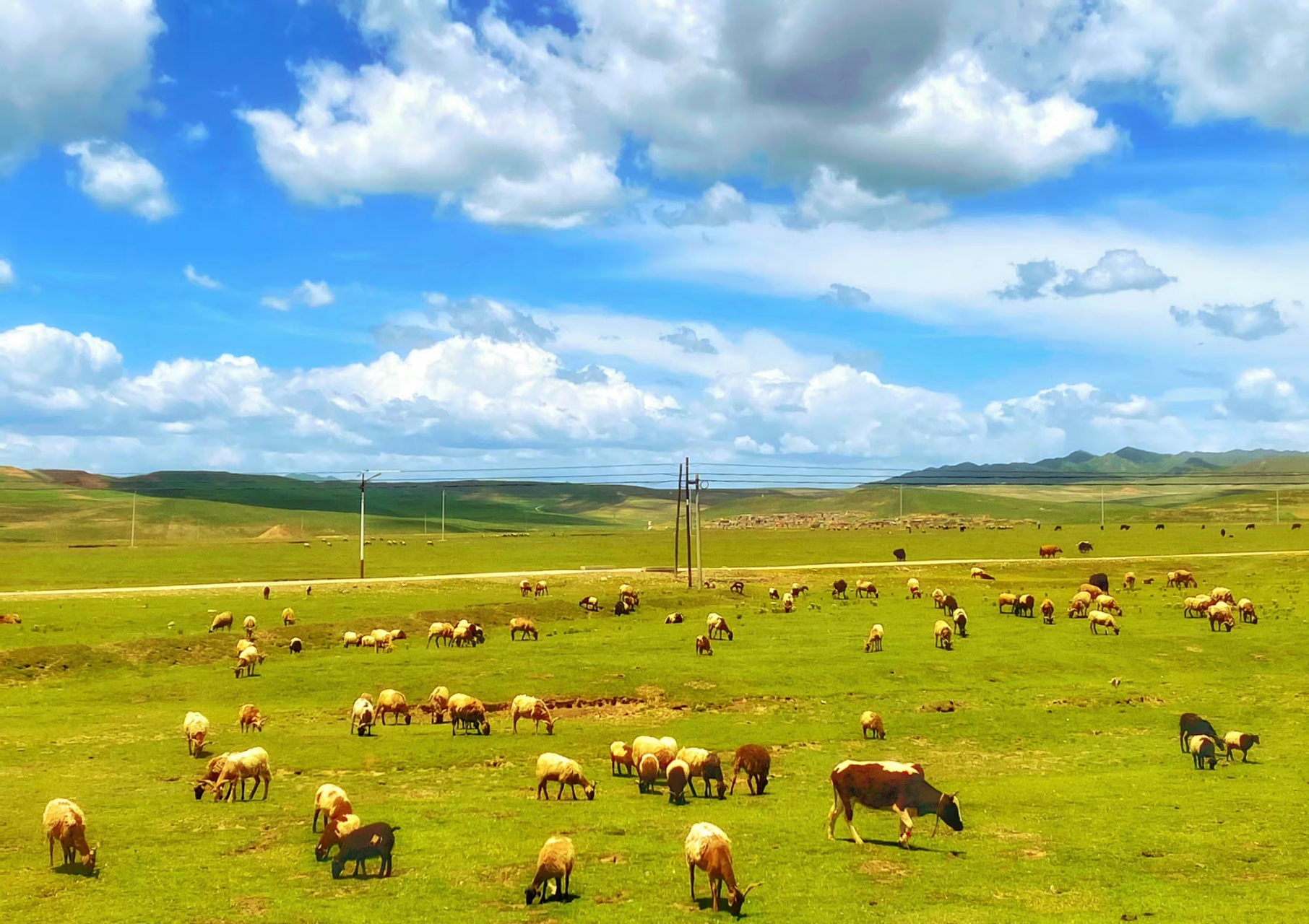 蓝天白云,绿草如茵,牛羊遍地,美丽的草原风光