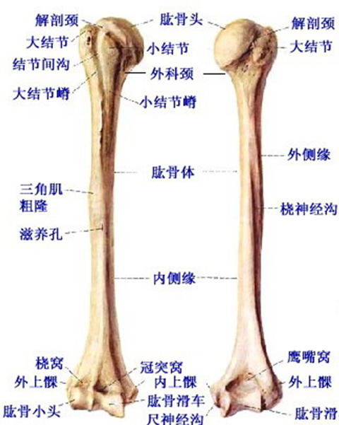 肱骨滑车解剖图图片