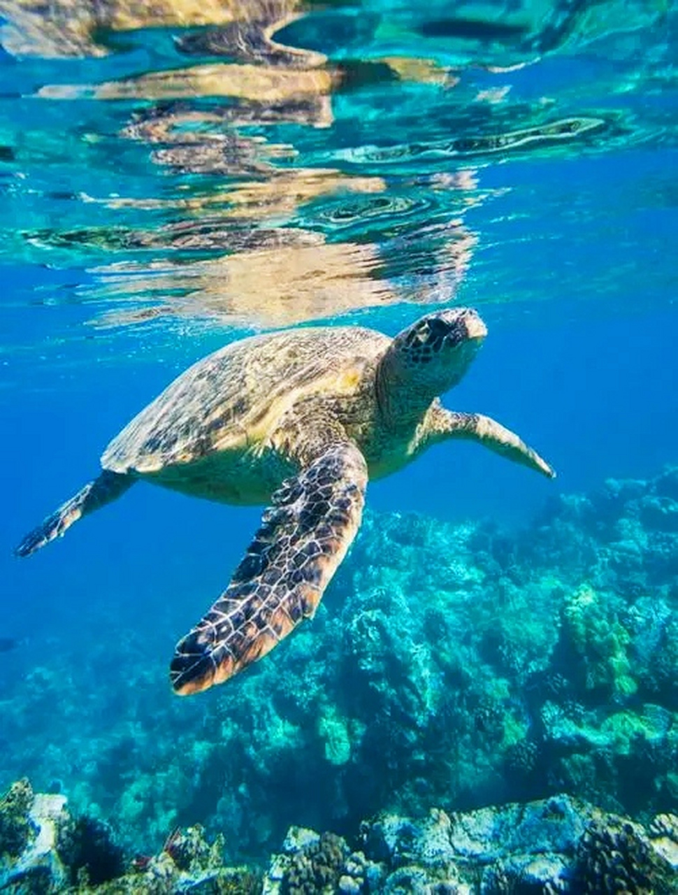 大海深处悠哉漫步的海龟,在海底世界里自由游弋,享受着慢生活的乐趣.