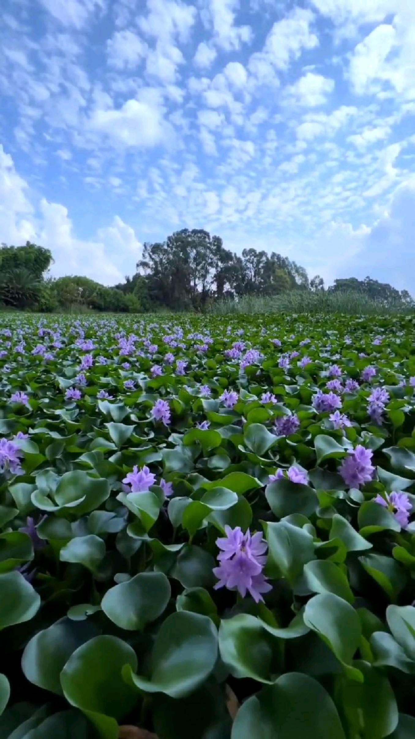 滇池边的水葫芦开花了,原来水葫芦开花也可以这么美# 水葫芦花 # 浪漫