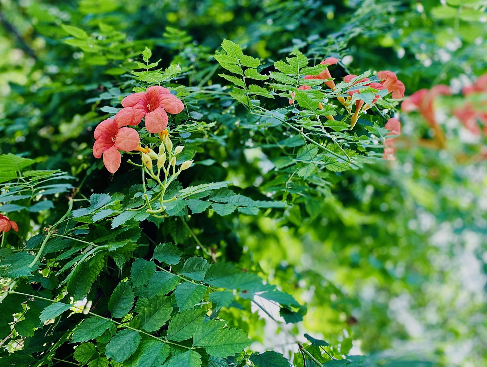 凌霄花(图文原创)  "我如果爱你——绝不像攀援的凌霄花,借你的高枝