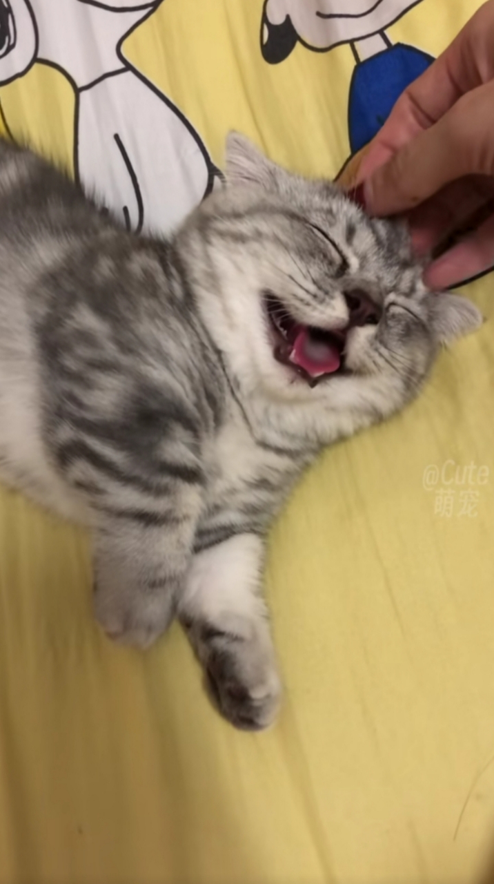 每次摸它,它都十分欢乐