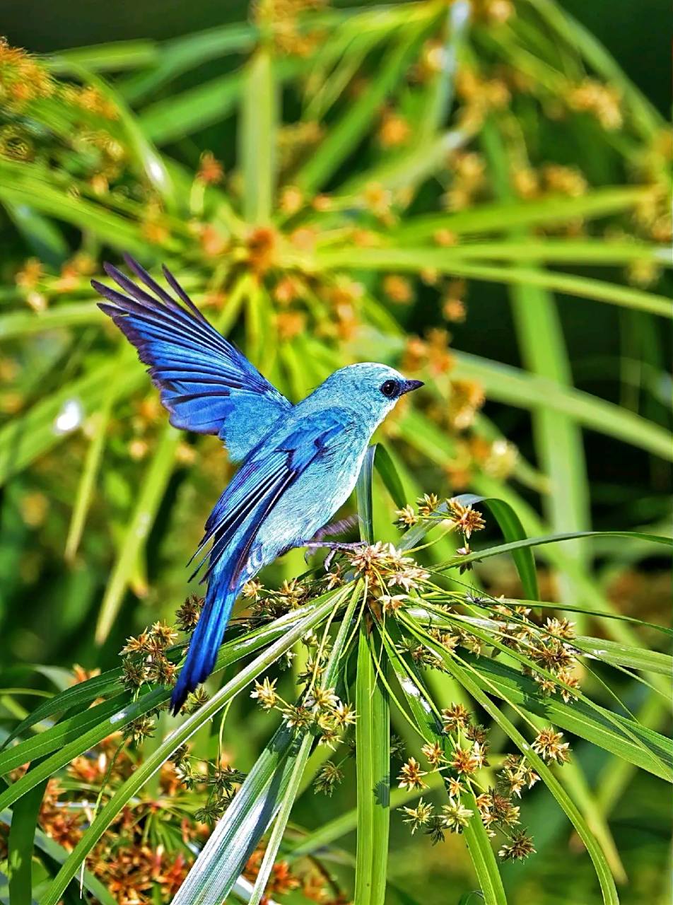 万物有灵·铜蓝鹟 铜蓝鹟是一种小型鸟类,体长13~16厘米,分布于亚洲