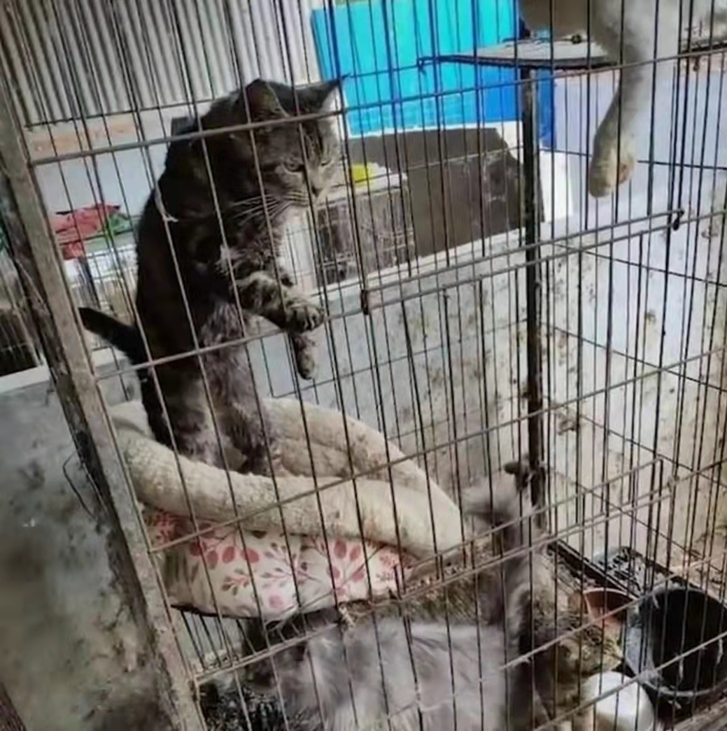 带血的摇钱树——"血猫"