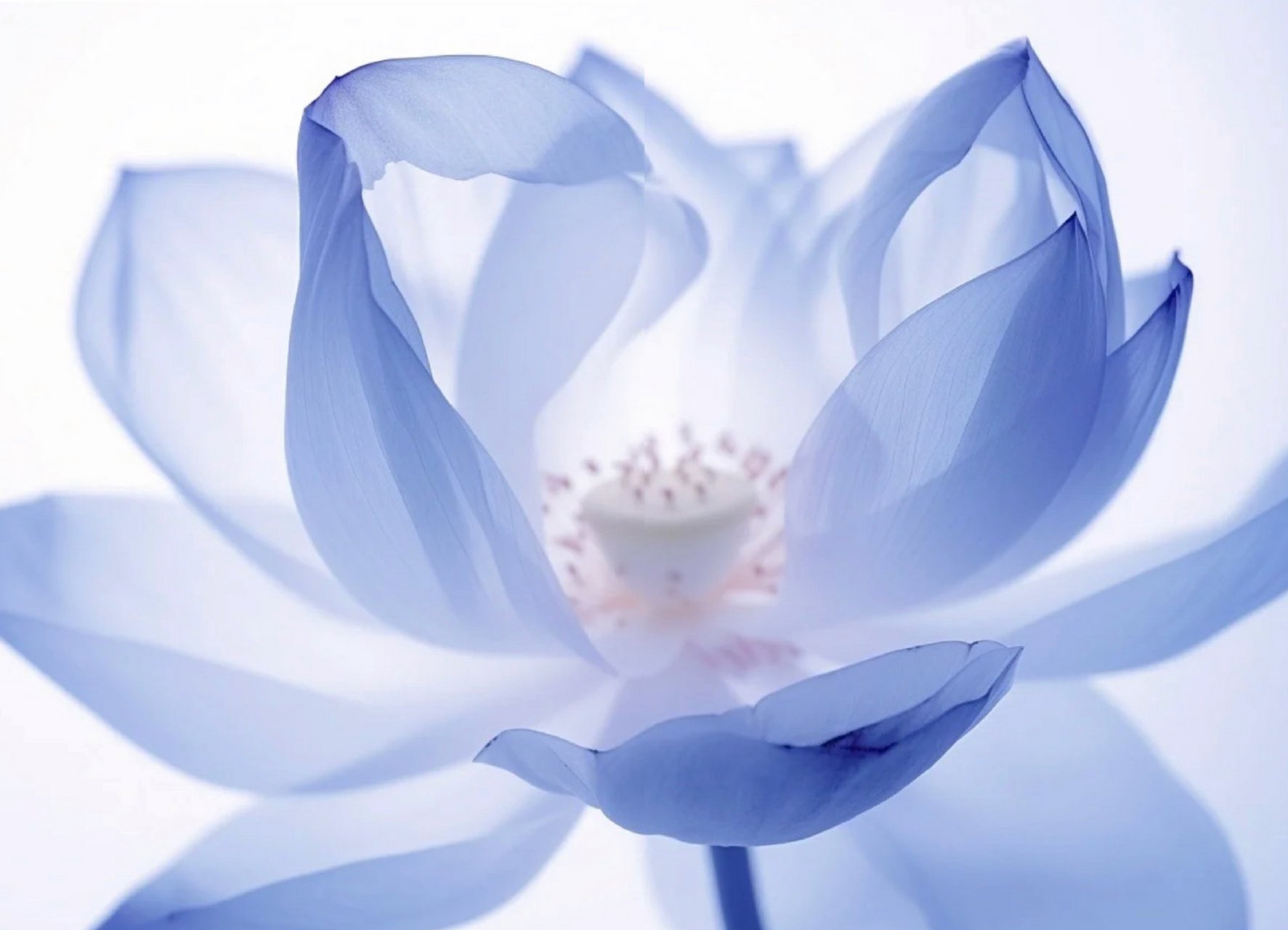 一朵蓝莲花.#肖战# #玉骨遥