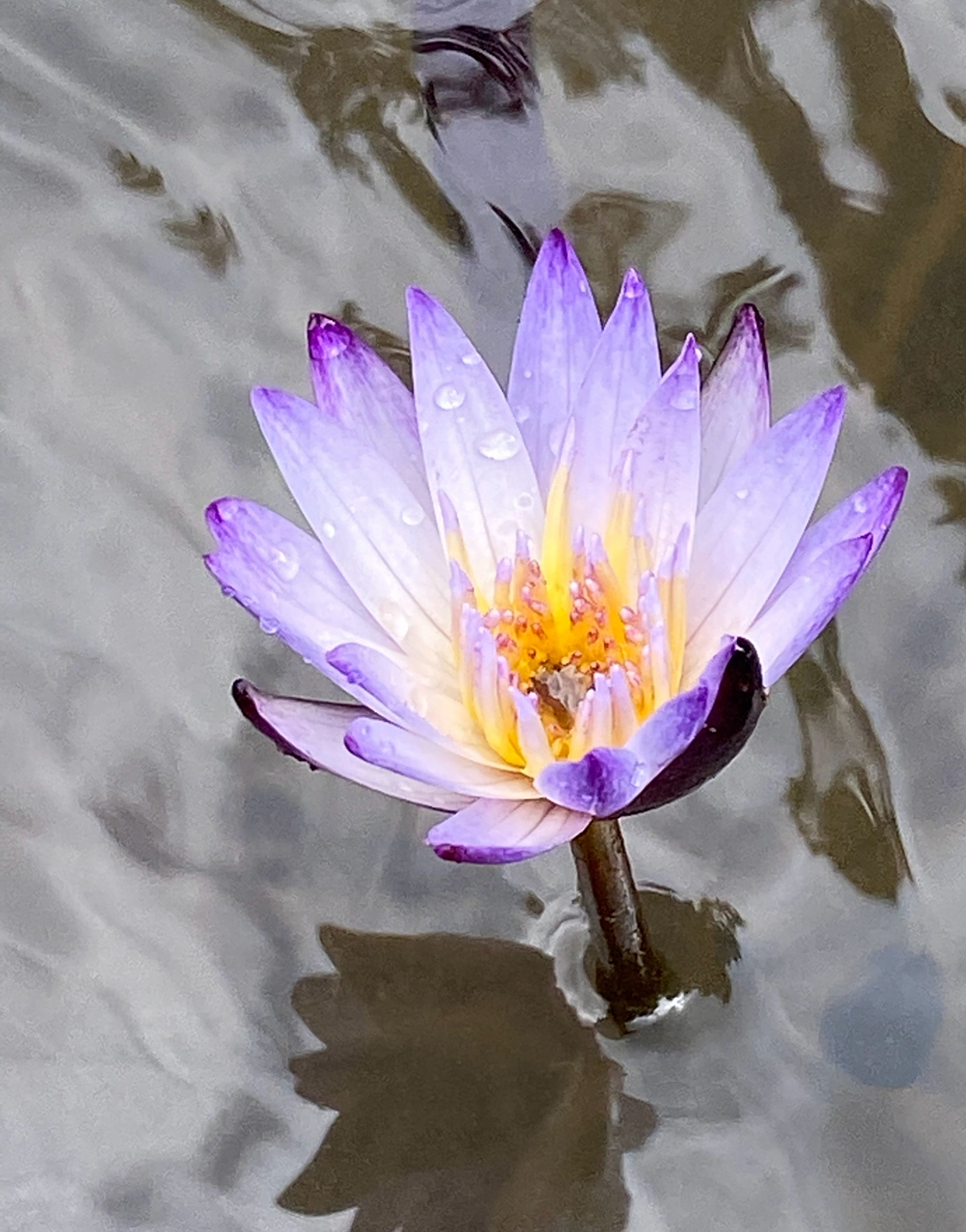 能爱,能看见,能在一起的,都长不过一生." 黑美人睡莲.