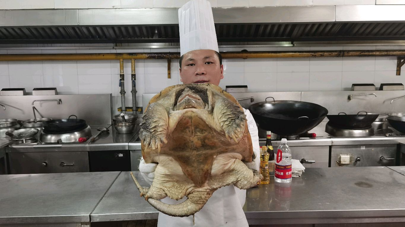 大厨分享二十多斤的鳄鱼龟营养丰富的做法和大型鳄龟的扑食全过程