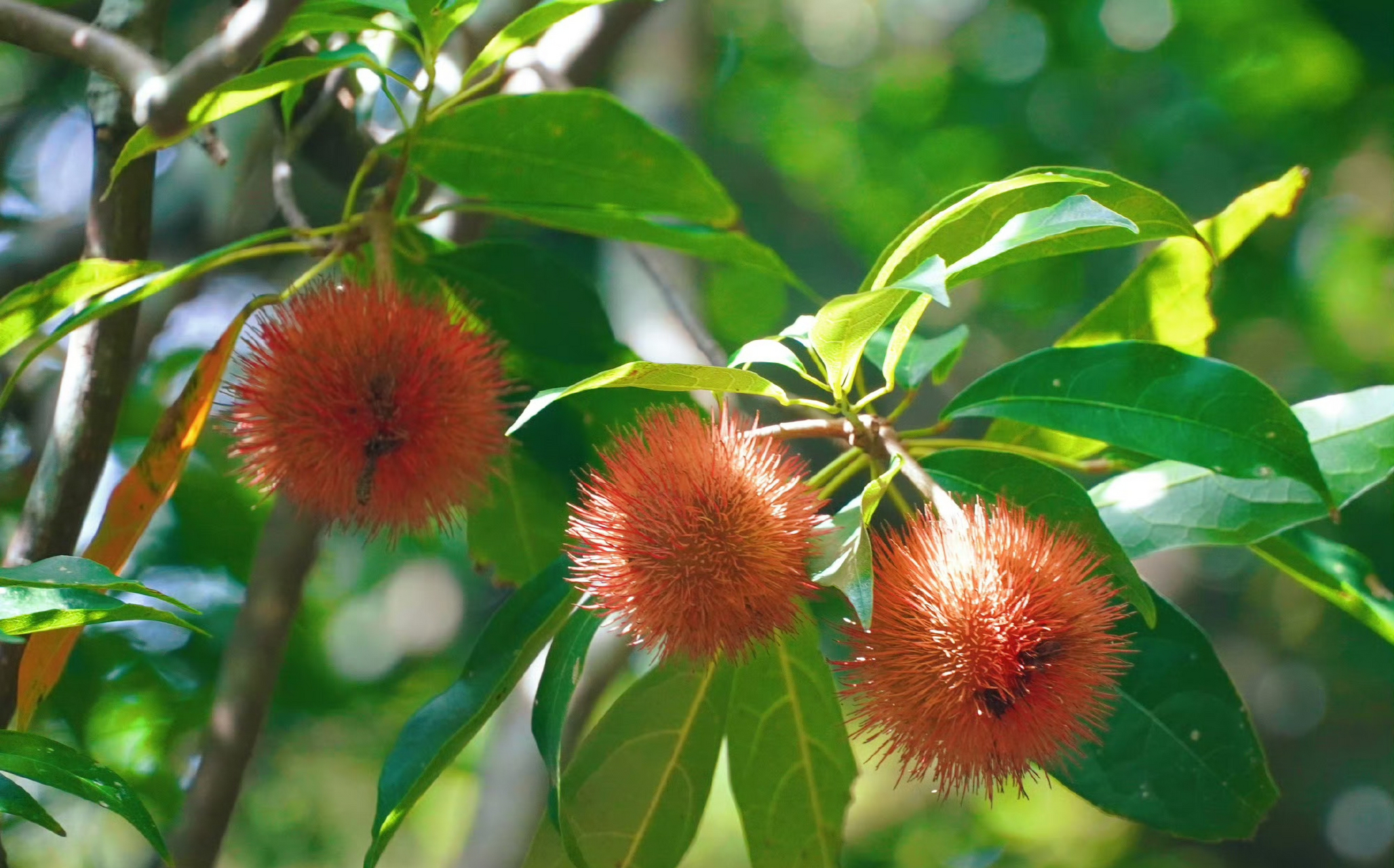 猴欢喜90 猴欢喜得名有两种说法,一种是:果子成熟时,野外的猴子以为