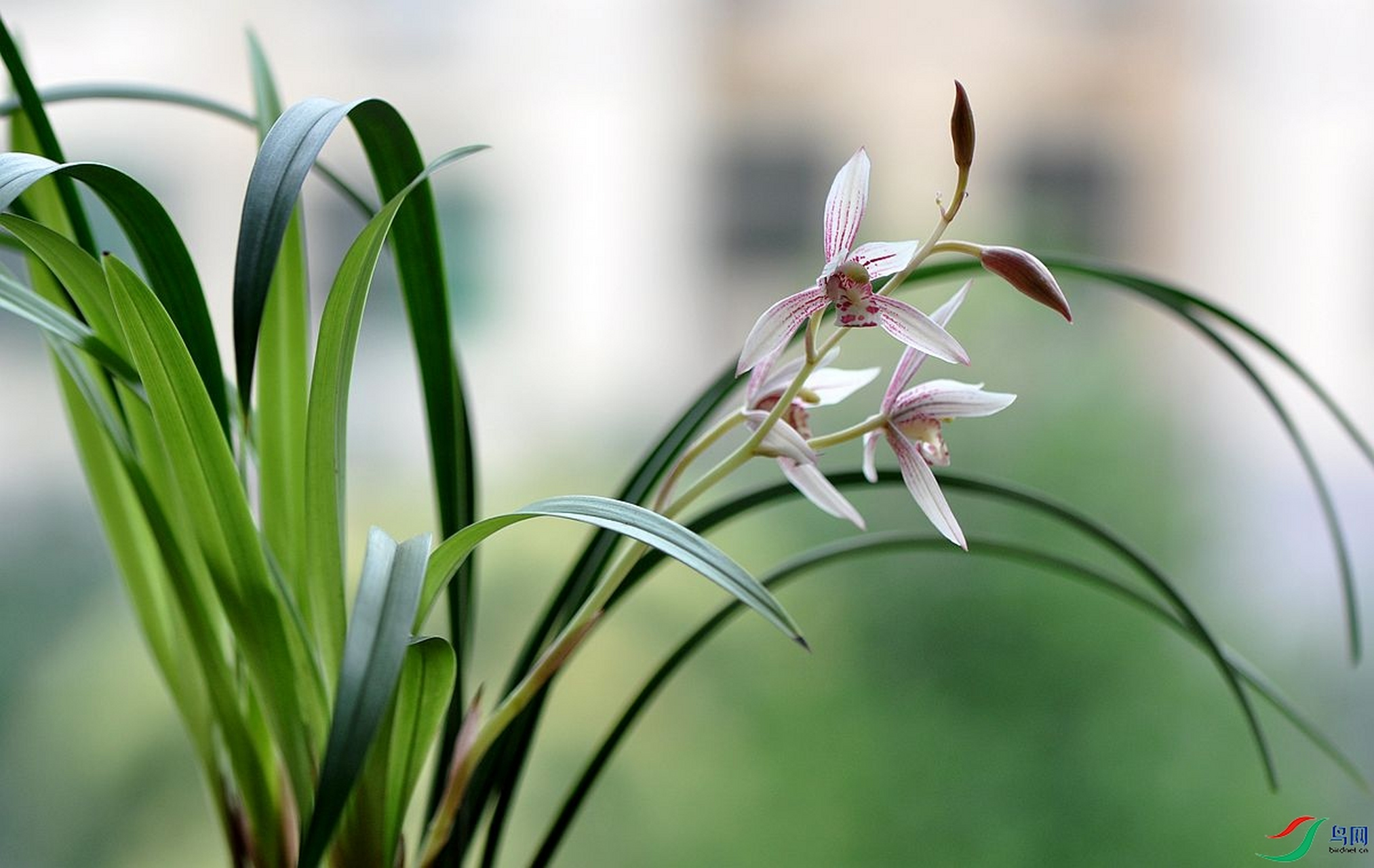 兰花因为叶子长得像马兰而得名,别名:兰草,幽兰,芝兰和香草.