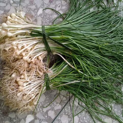 北方农村常见的几种野菜,营养价值尚高