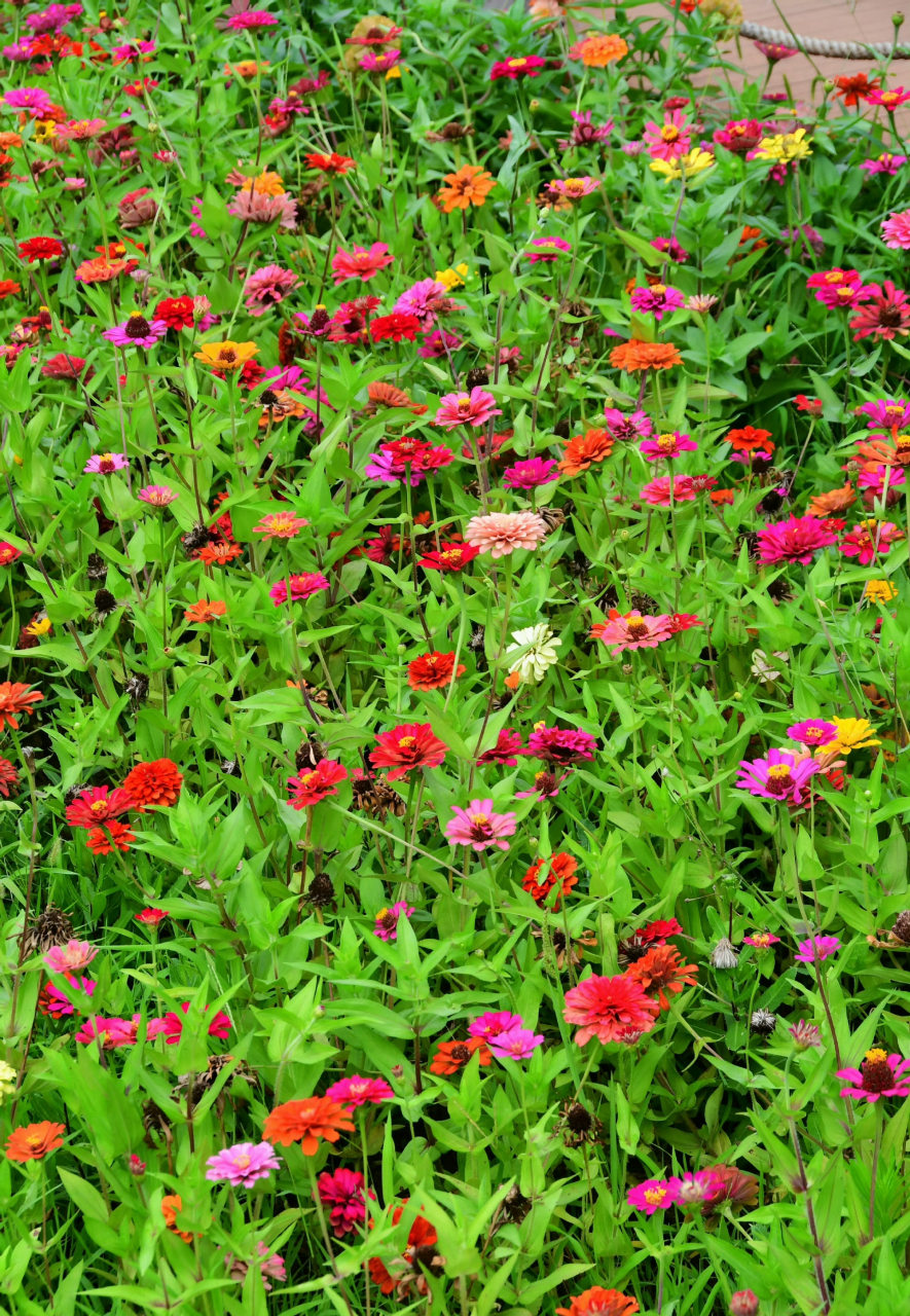 百日菊花田,八月你好姹紫嫣红,绚丽缤纷,一朵还比一朵高.