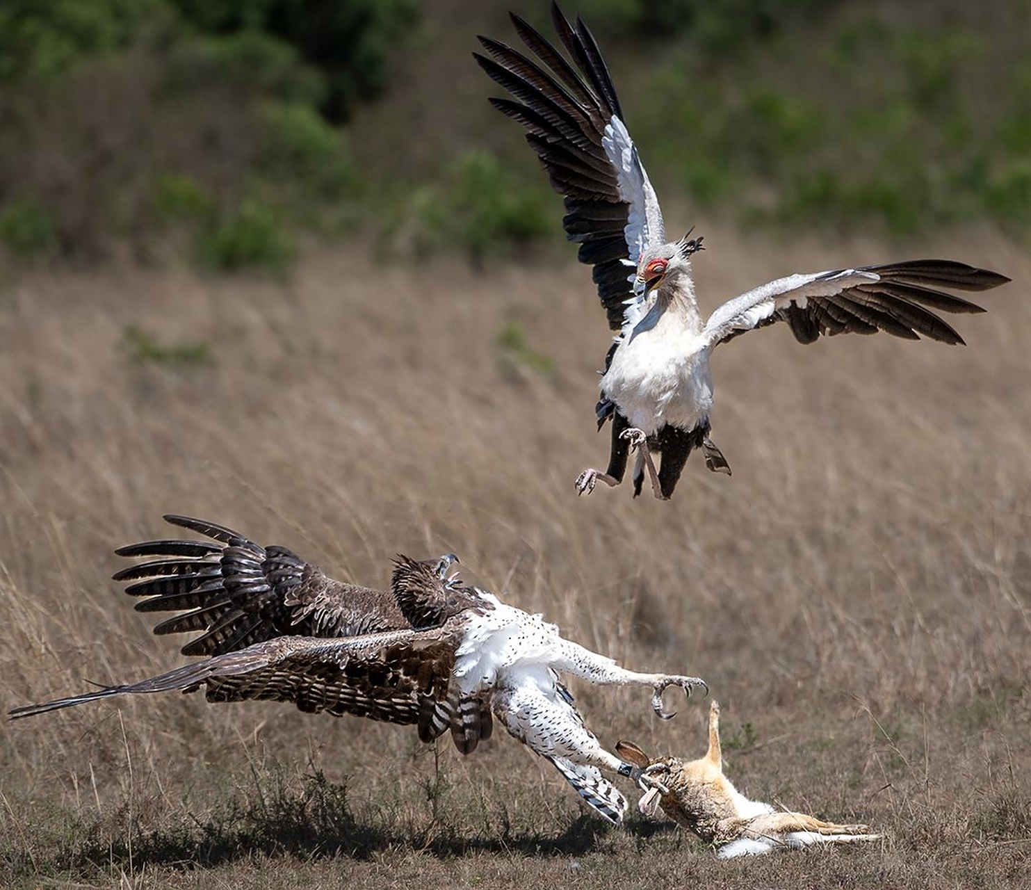 猛雕抓到一只兔子刚想要飞走时,一只文书鸟突然从天而降想要抢走它的
