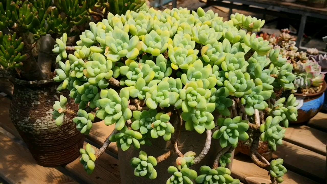 纯绿色的凝脂莲悬崖老桩,这才是自然的绿色!