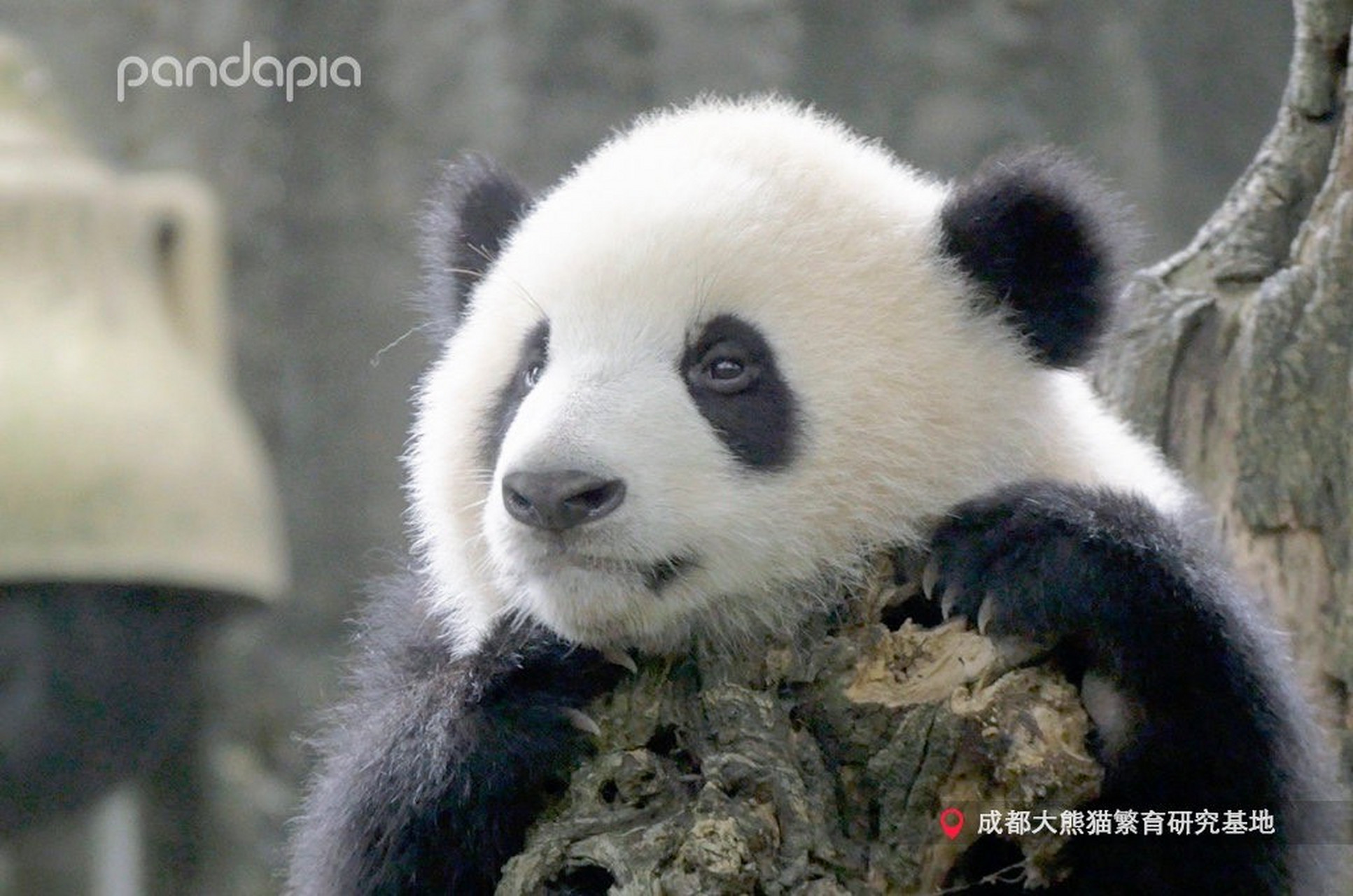 大熊猫福双:喂?糕子哥吗?最近流行什么发型啊?