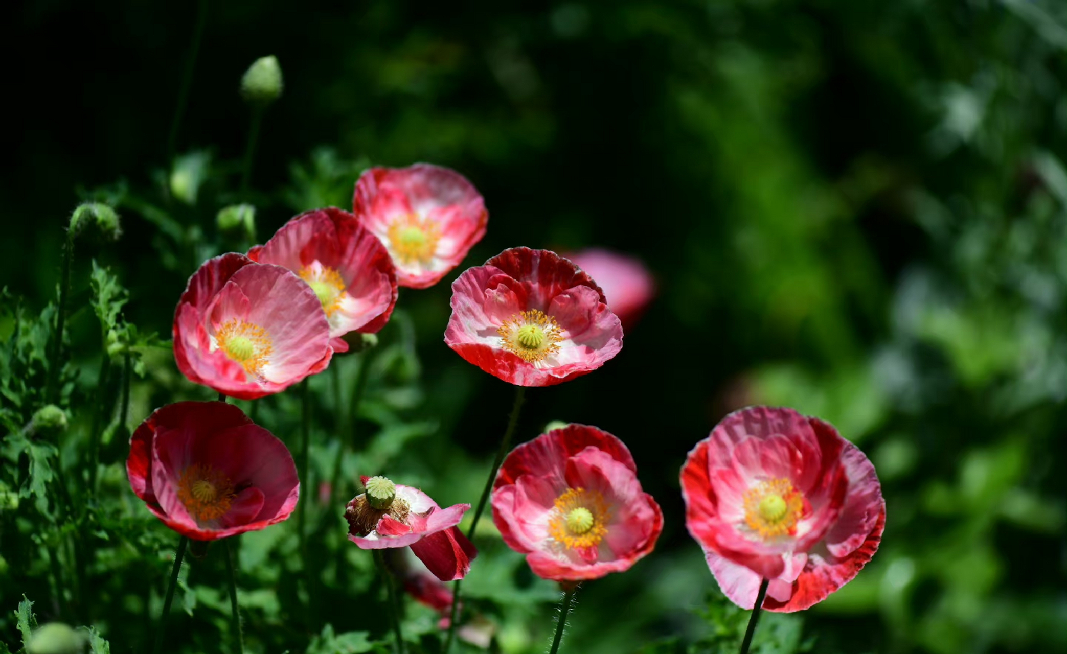 有一款杂交混色的虞美人,很特别吧.