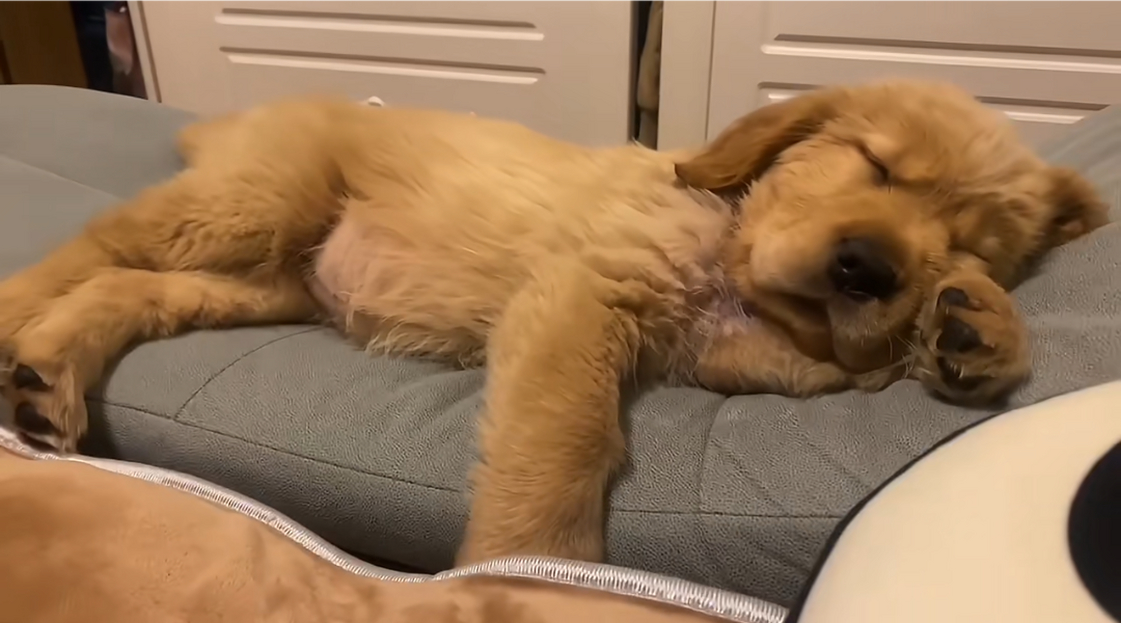 哈哈哈,好可爱的小金毛啊,睡觉的样子真像一个小宝宝![嘻嘻]#狗狗