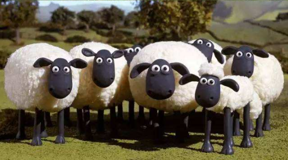 肖恩羊是什么品种