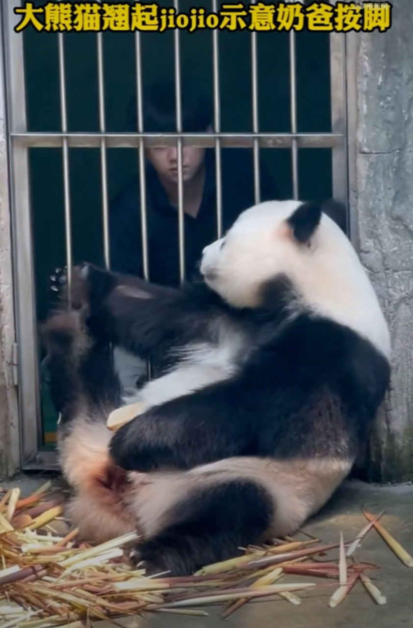 熊猫翘起jiojio点头示意奶爸按脚# 北动熊猫又来整活了,这次是北动萌