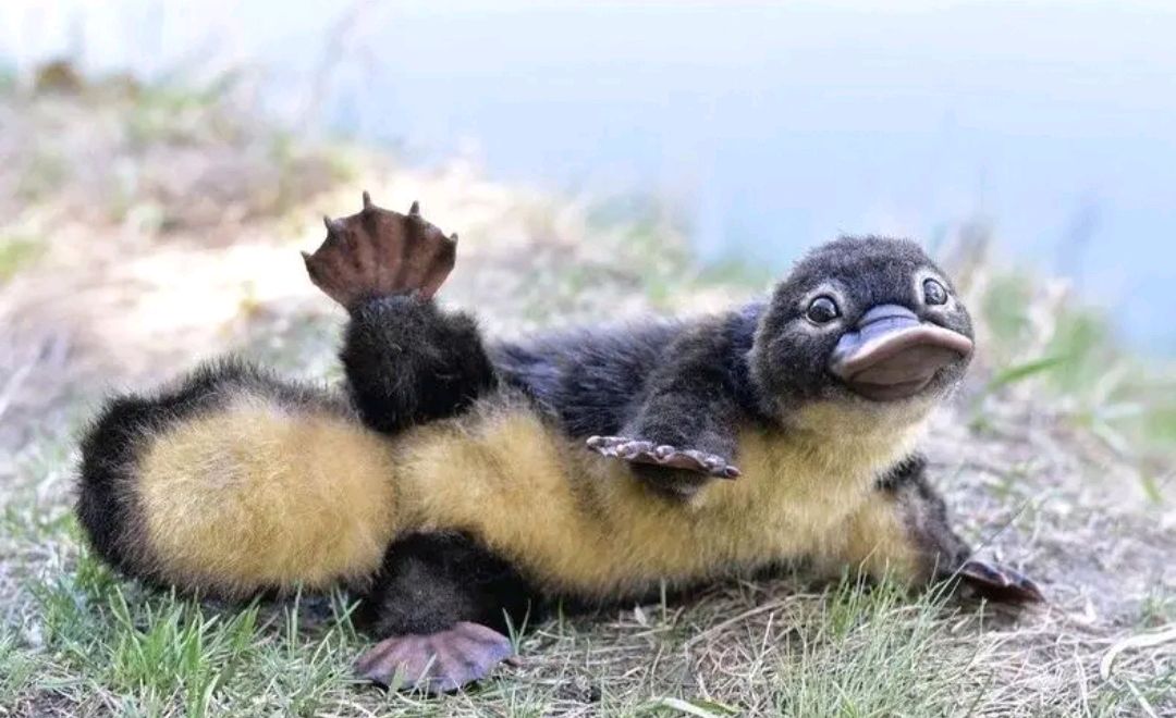 下蛋的哺乳动物——鸭嘴兽