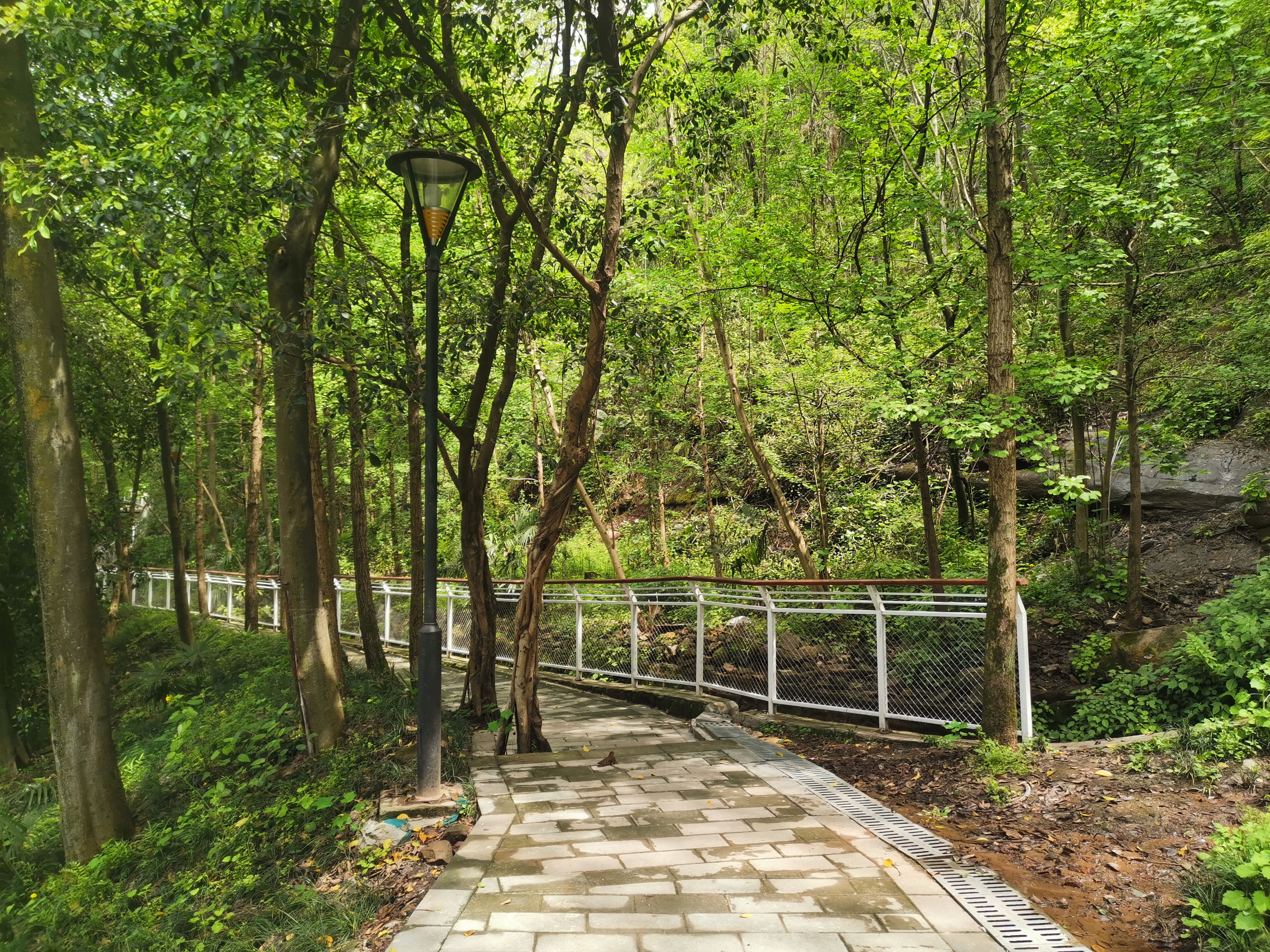 渝北区两路林间小道,青山绿水环境优美,人间仙境却鲜为人知