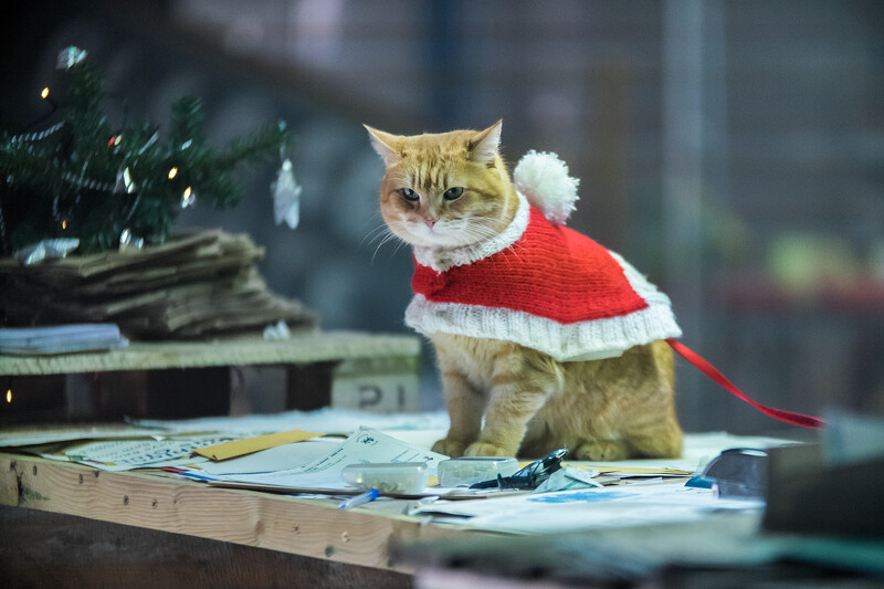 《再见街猫BOB》我这个人很简单，有猫能撸我就能活下去