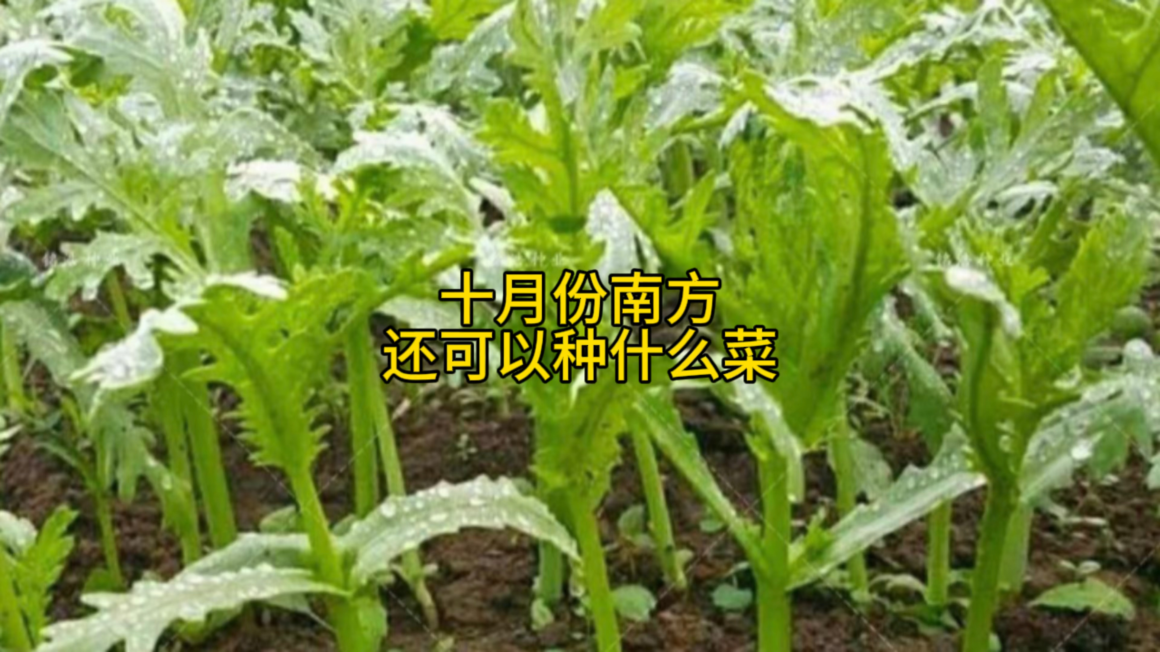 您知道南方十月份种哪些蔬菜吗?