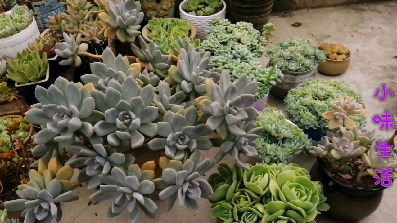 这么多的多肉品种,还是冬美人最皮实好养,你喜欢吗?