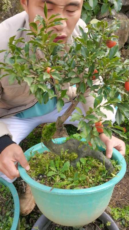 金弹子水晶葫芦果老桩做个悬崖造型好看-度小视