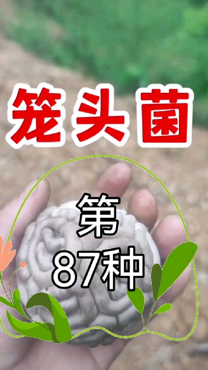 白色笼头菌图片