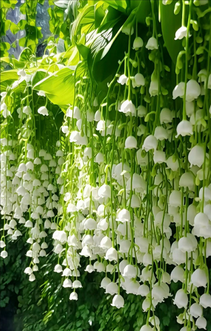 铃兰花让你心动了吗?[亲吻]反正我是心动了!