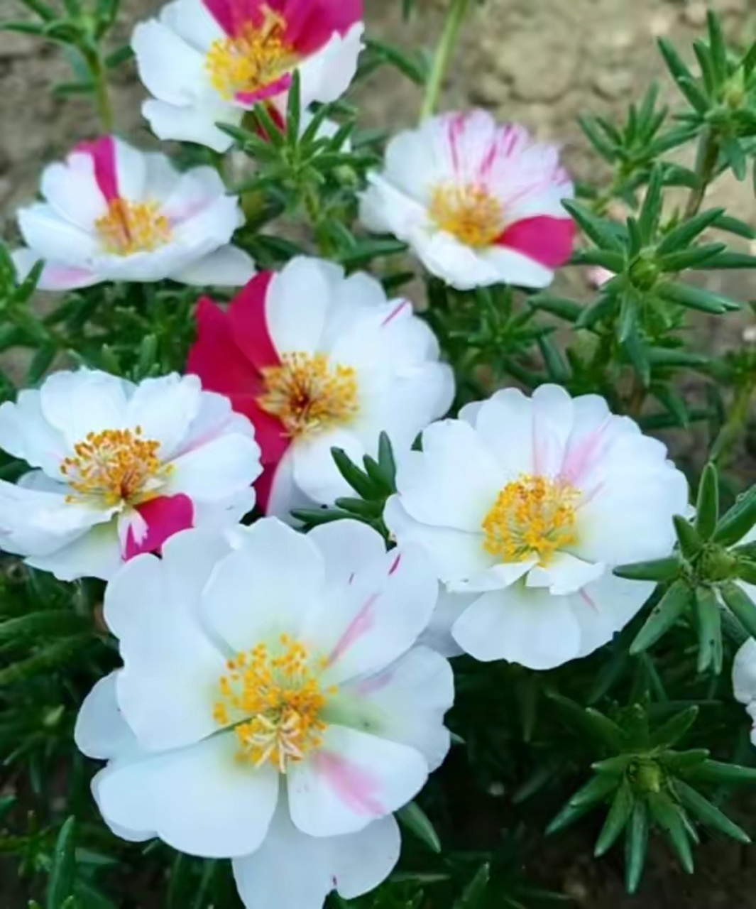[小红花][小红花] 马齿苋花,学名叫大花马齿苋,就是我们平时说的太阳
