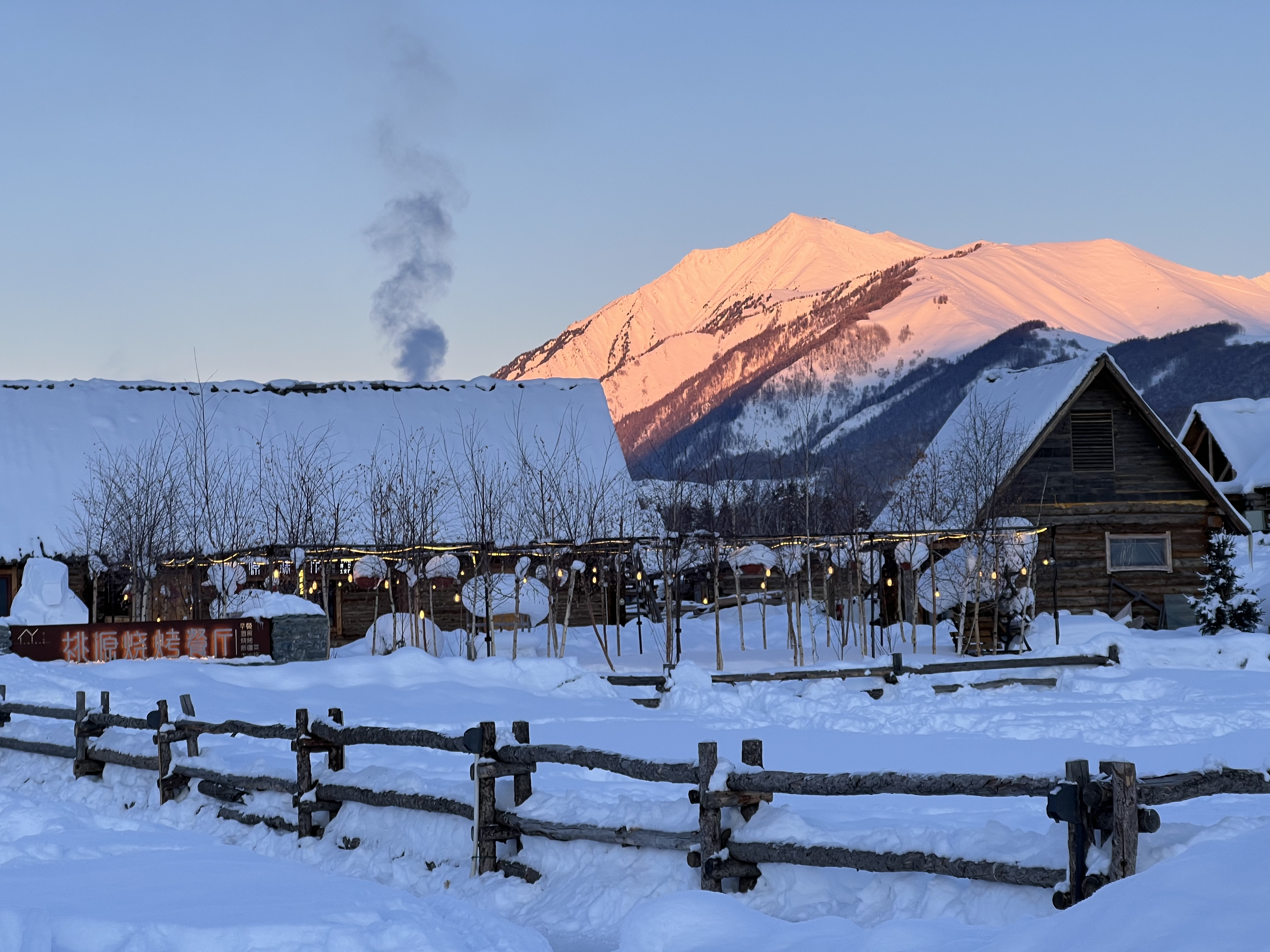 寒冷的冬季,新疆禾木景区的流浪猫骨瘦如柴,无处安放